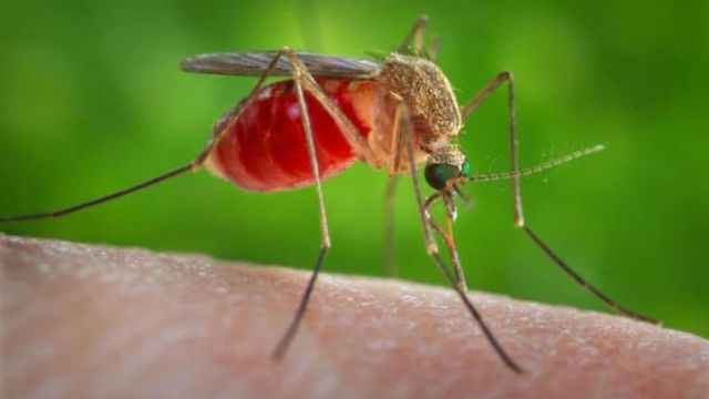 Alerta por el dengue: se superó el mayor registro histórico de casos en el país