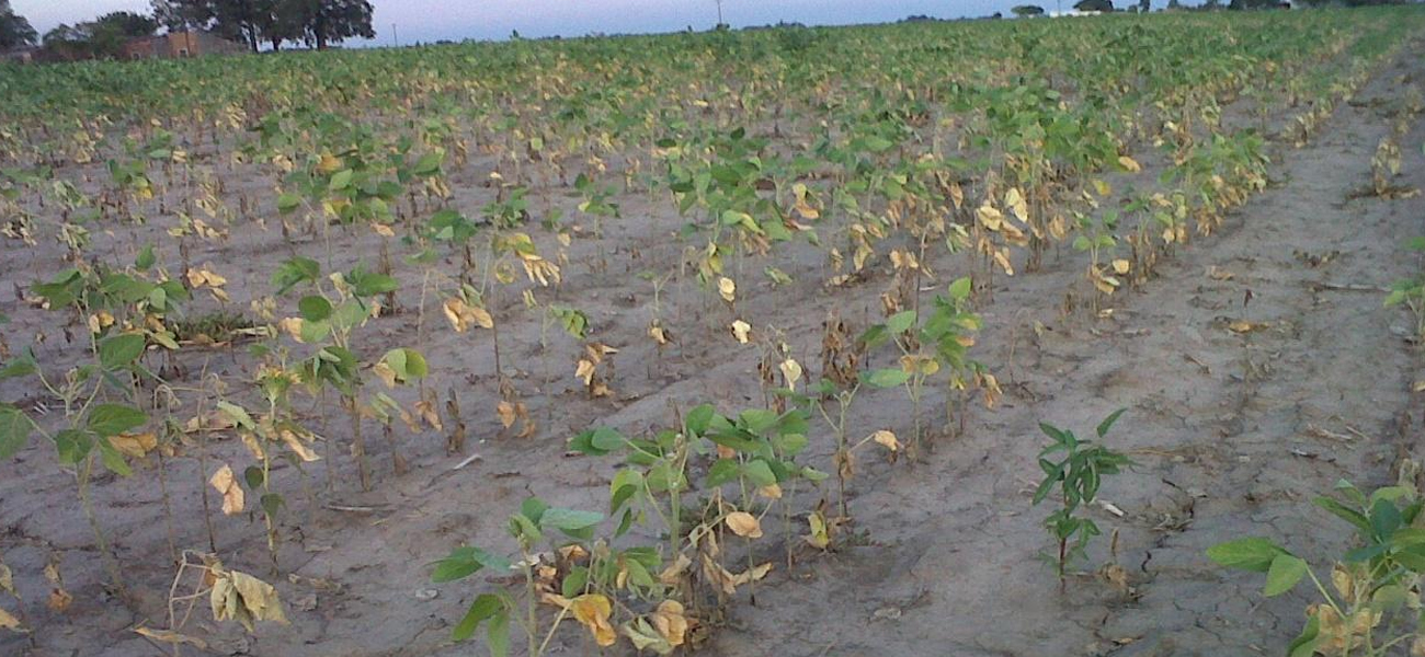 Soja: la sequía provocaría pérdidas por u$s 1.200 millones en la región