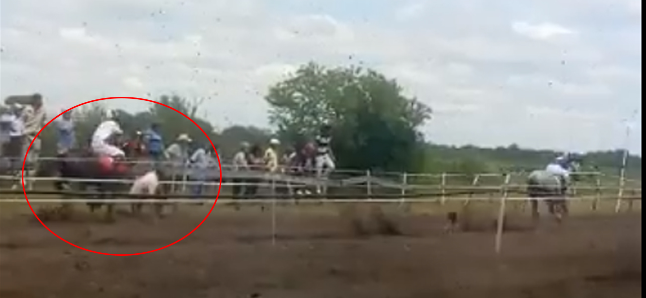Video: Fatal carrera de caballos en Margarita