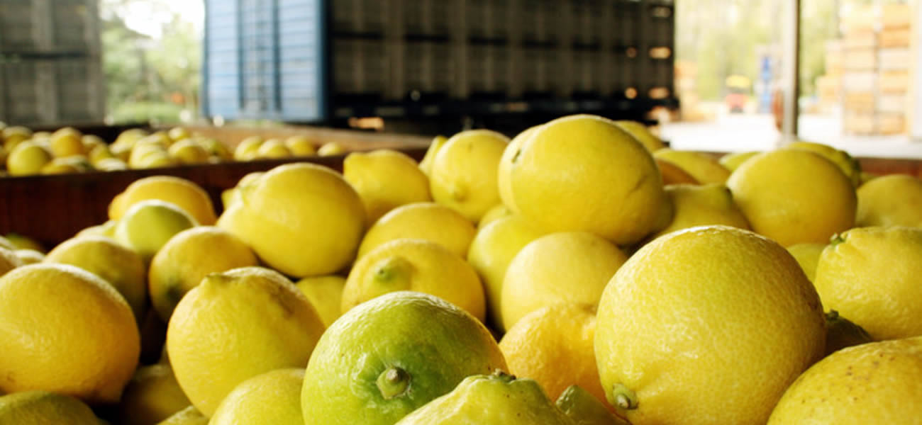 Primer efecto Trump en Argentina: paralizada la exportación de limones