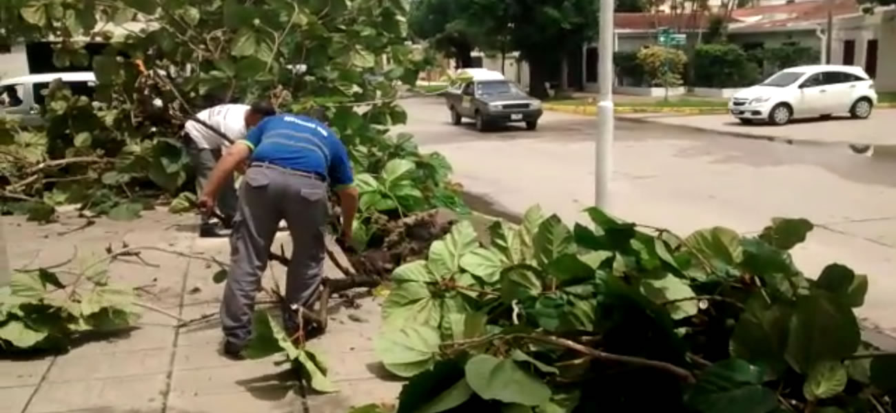 Servicios Públicos despeja las calles donde cayeron árboles