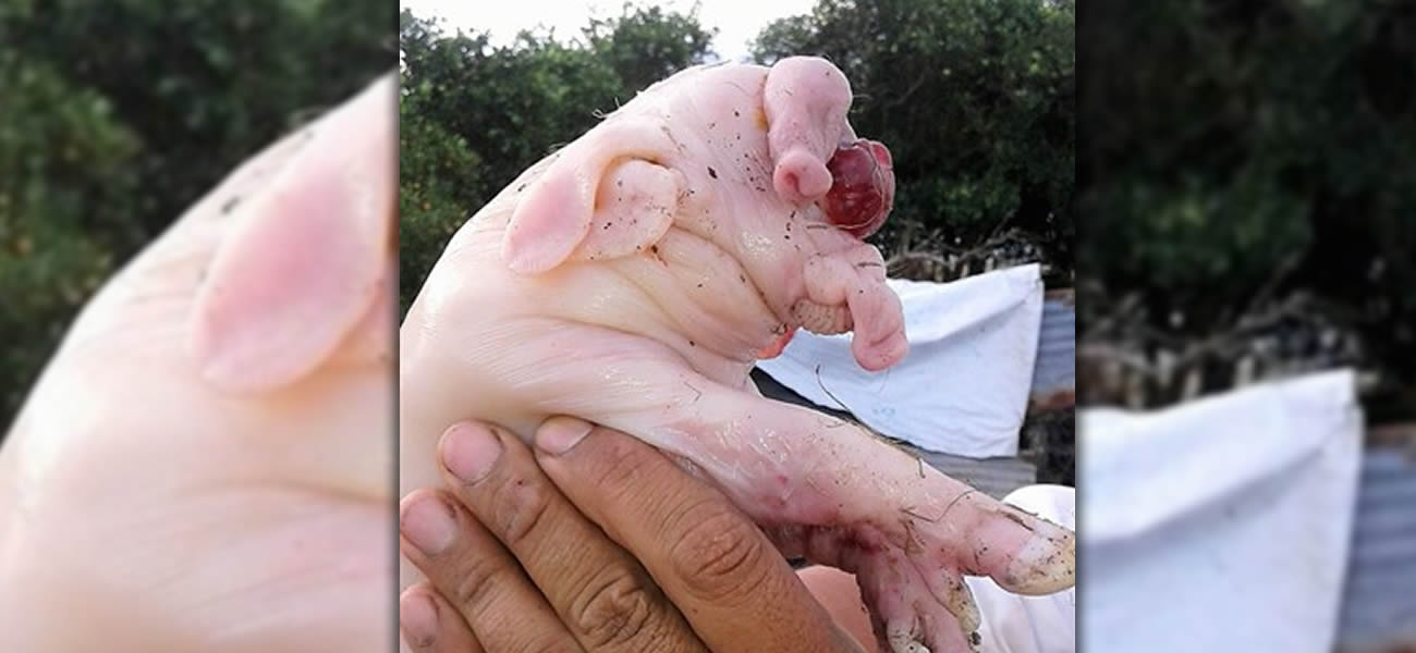 Nace un cerdo con… ¿trompa de elefante?