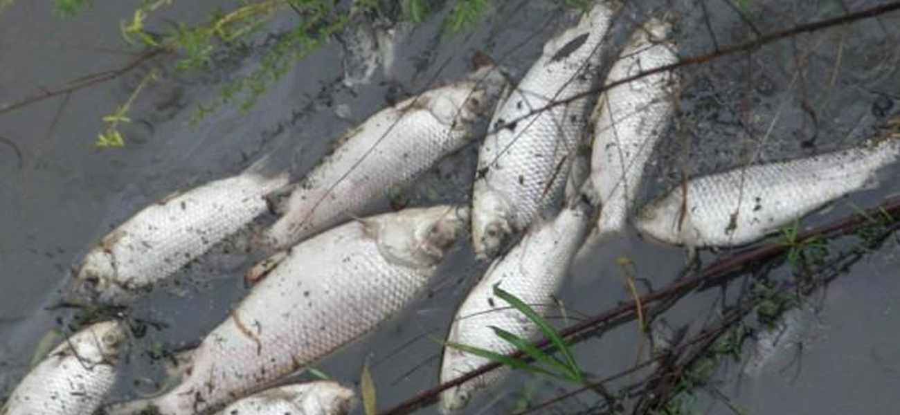 Medio Ambiente descarta que la mortandad de peces en el arroyo El Rey de Reconquista sea producto de contaminación