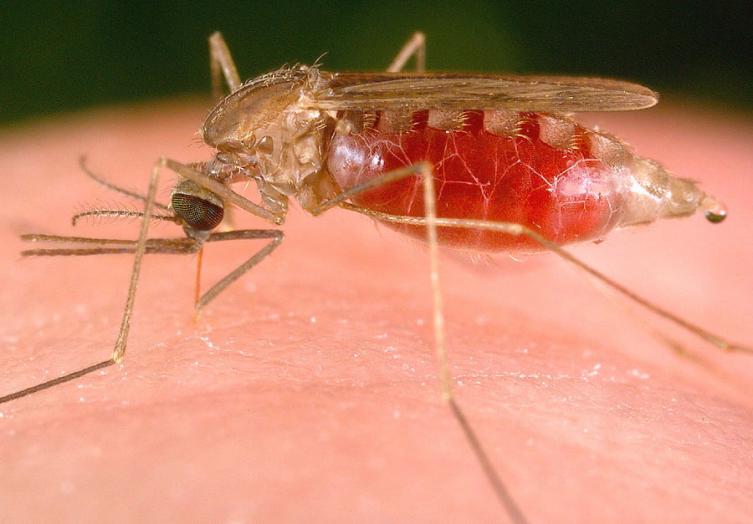 Más de 500 casos confirmados de dengue en Reconquista