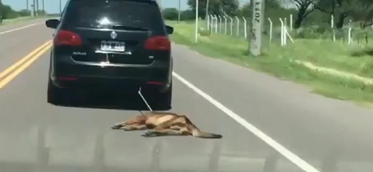 VIDEO: Ató un perro a su auto y lo arrastró por varios kilómetros
