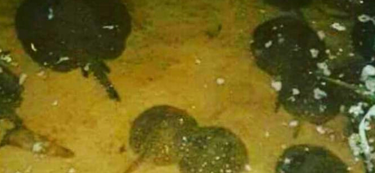 Peces muertos y rayas hacen que se clausure la playa del Camping de Romang