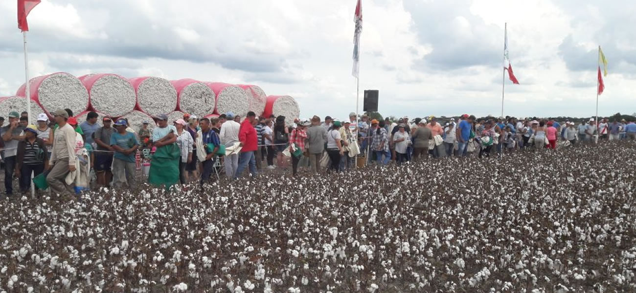 Exitoso concurso de cosecha manual de algodón