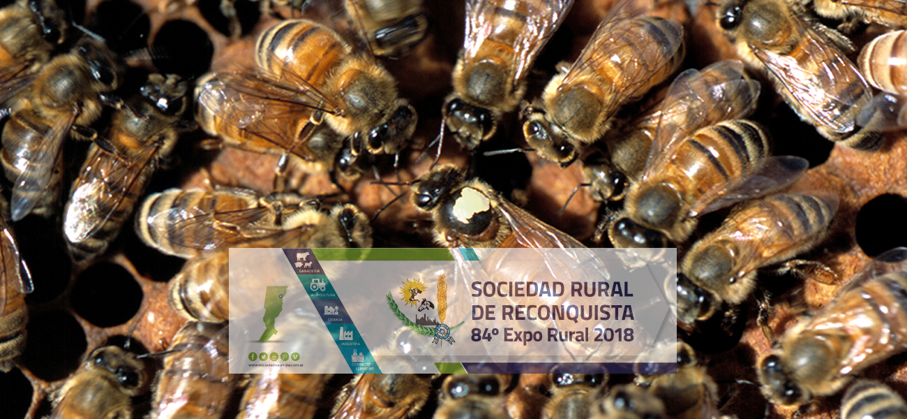 Después de Francia, Uruguay también importará abejas reinas de Argentina