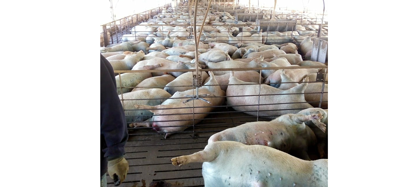 Mortandad de cerdos en el Paraje Santa Ana