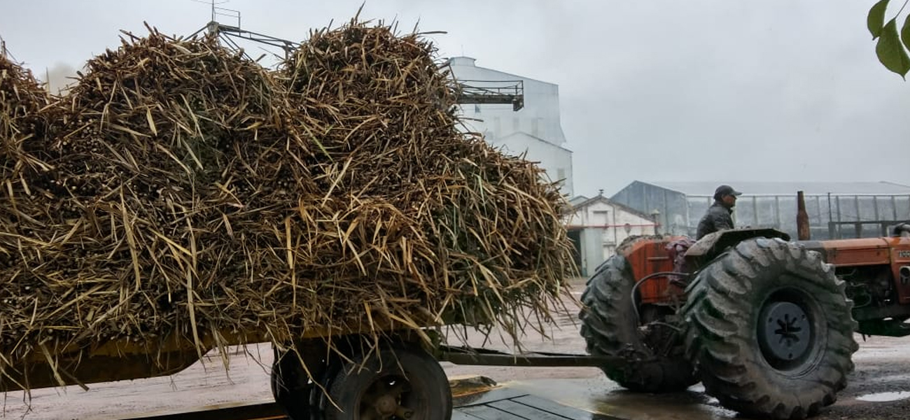 Las Toscas aportará $ 7 millones a la siembra de caña en la región