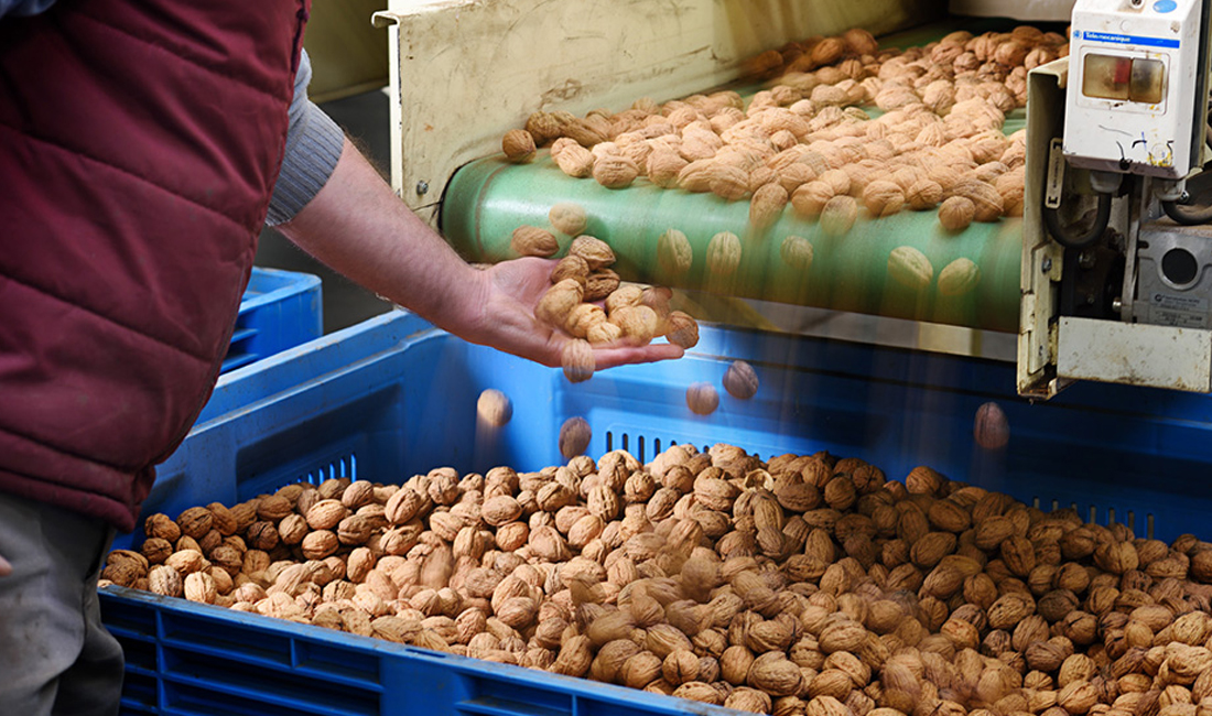 De la Patagonia a Italia: Neuquén exportó nueces por primera vez