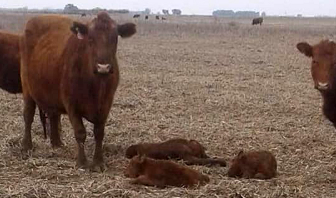 Una vaca inseminada parió trillizos en Guaminí