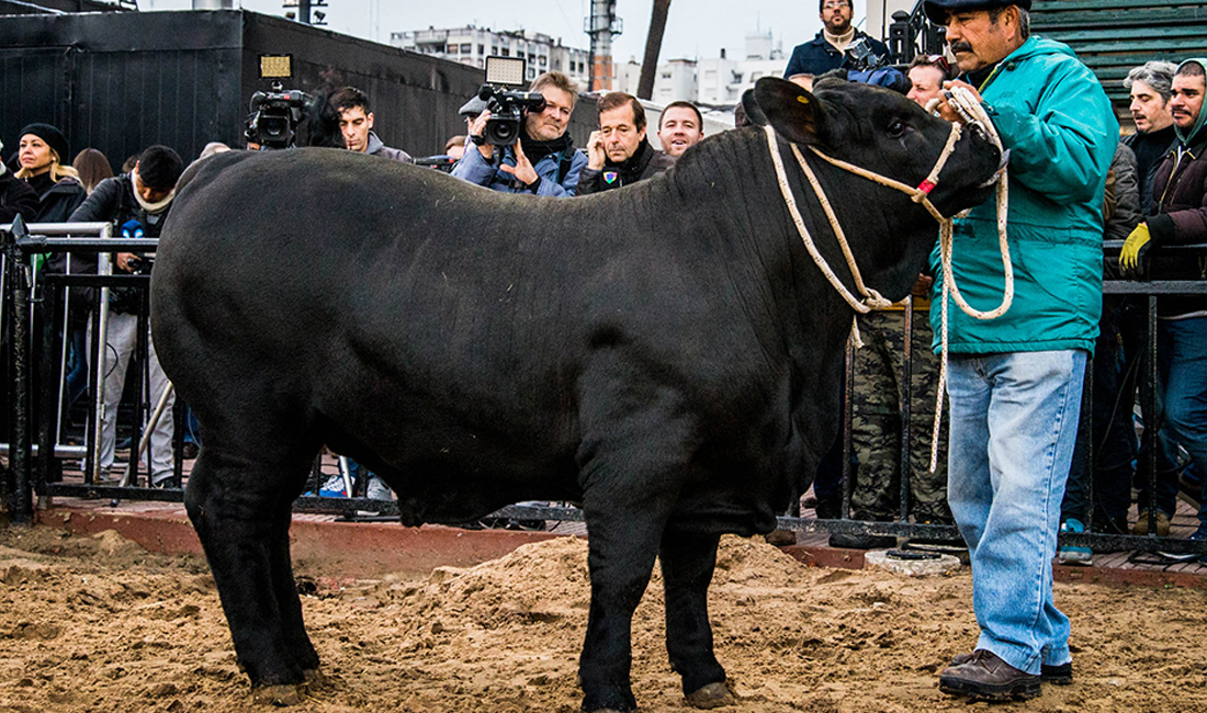 “Apolo”, el primer animal en ingresar a la Exposición Rural de Palermo