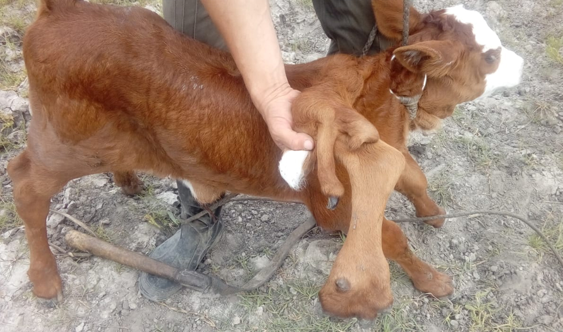 Nació una ternera con seis patas y dos colas