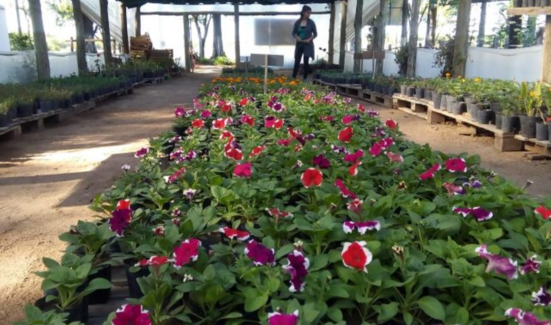 El Vivero de Avellaneda abre sus puertas este sábado