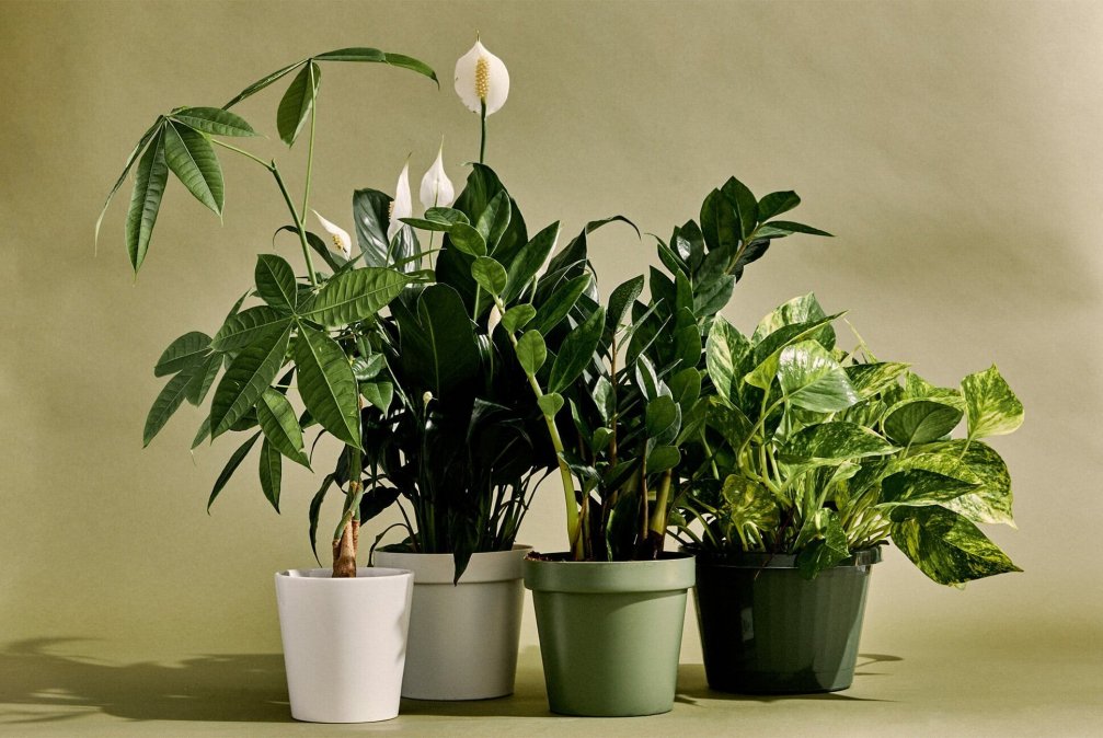 Conoce los beneficios de tener una planta en tu escritorio