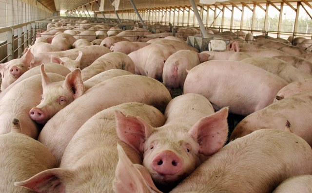 Empresas chinas productoras de cerdo podrían invertir 27 mil millones de dólares en la Argentina