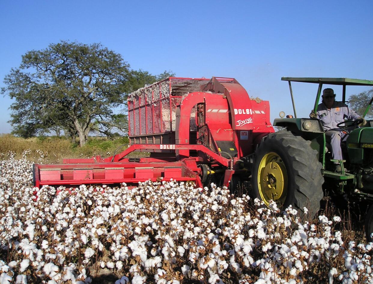La provincia abrió la inscripción al Registro Nacional de Productores Algodoneros