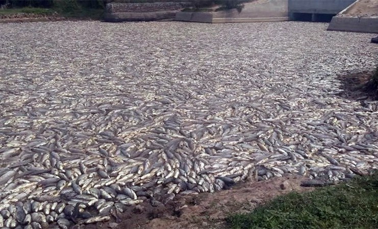 Impresionantes imágenes de peces muertos en Formosa