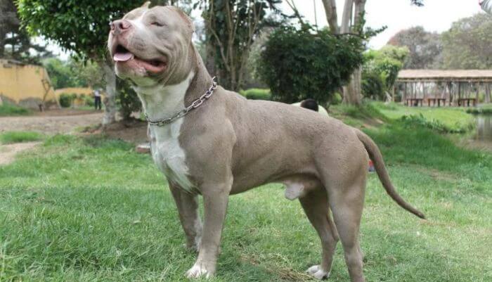 Un pitbull mató a su amo cuando le pegaba para domesticarlo