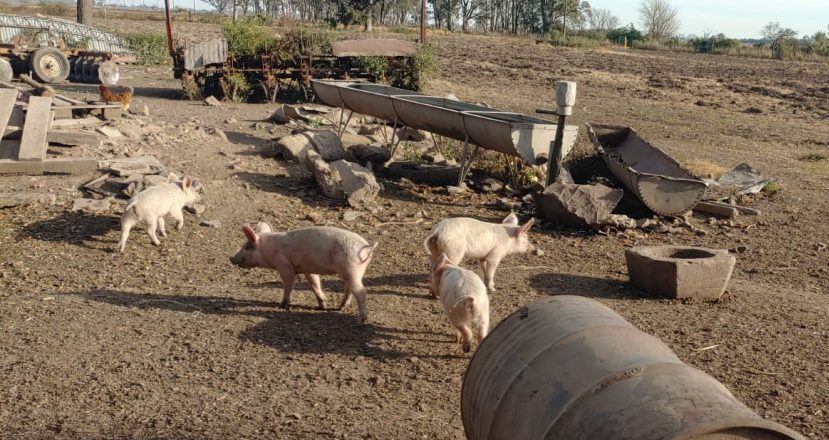 Triquinosis: la provincia advierte sobre el consumo de carne de cerdo