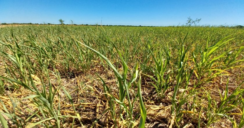 Nación homologó la Emergencia Agropecuaria en Santa Fe ¿Qué significado tiene?