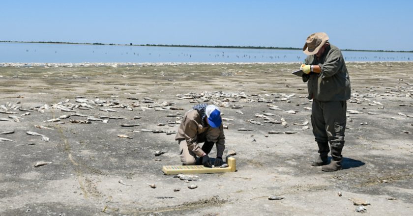 El gobierno provincial decidió no retirar los peces muertos de la laguna del Plata