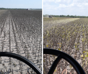 Diferencia del girasol afectado por la sequía y uno que se desarrolla normalmente.Créditos: Gabriel Moschén