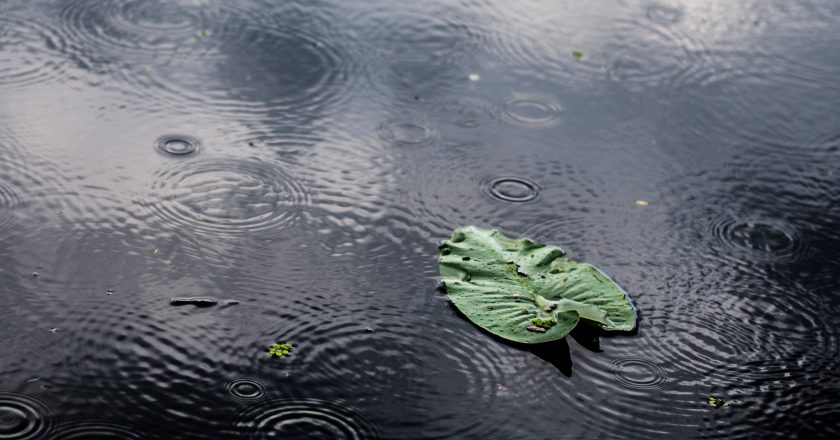 Llegó la lluvia al norte santafesino