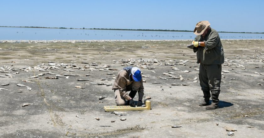 Mortandad de peces en Laguna Del Plata: causas y consecuencias