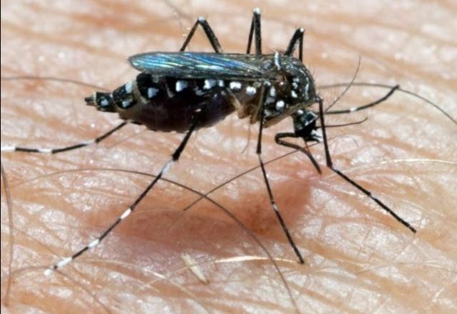 Explotan los casos de dengue en el departamento General Obligado