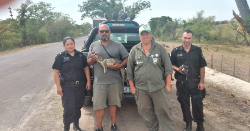 Apareció un yacaré en el patio de una casa en La Cortada