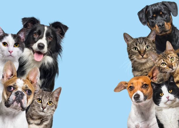Estos son las animales en adopción de esta semana