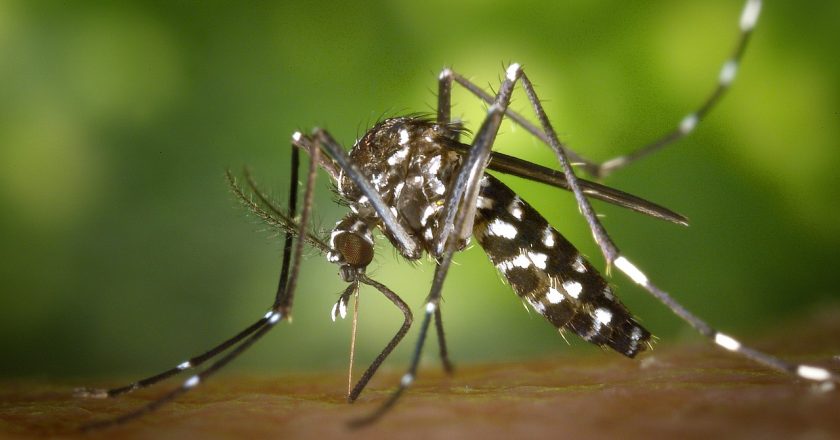 Continúan en aumento los casos de Dengue ¿Cuántos hay?