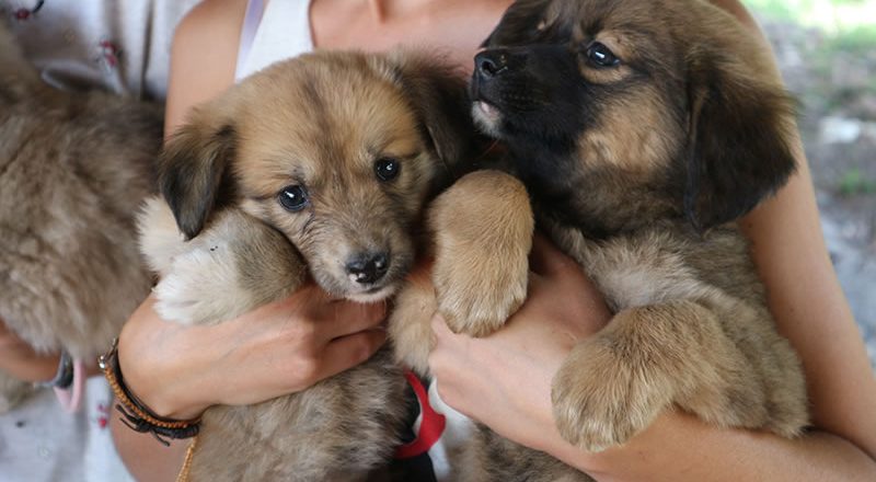 Estos son los animalitos en adopción de esta semana
