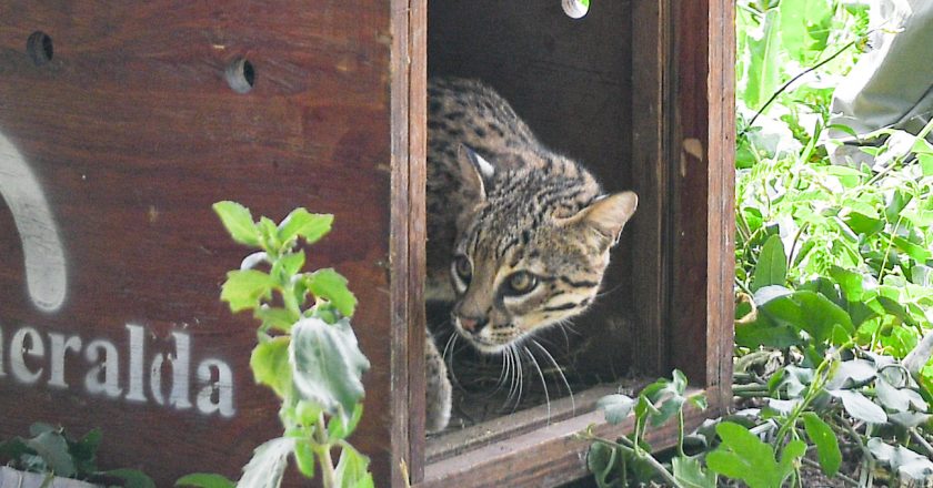 Buenas noticias: carpinchos, zorros y un gato montes volvieron a su hábitat