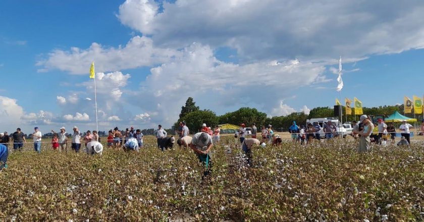 Concurso de cosecha de Algodón. La crónica y los ganadores