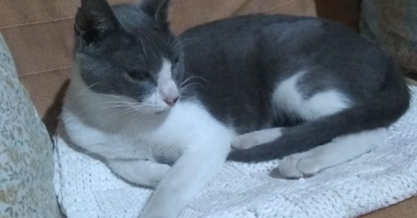 Animalitos que necesitan adopción