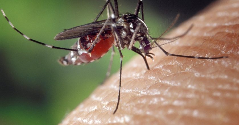 Nueva escalada de casos de Dengue en la Provincia. Qué medidas se están tomando