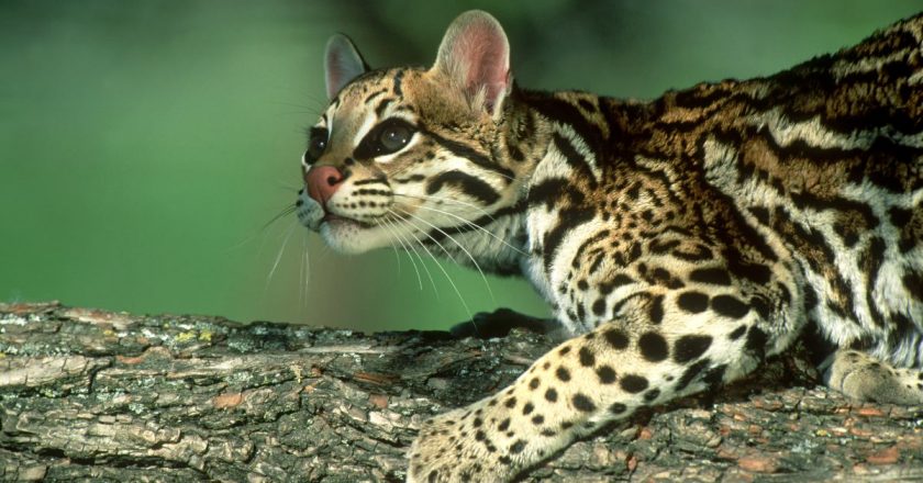 Apareció un ejemplar de «Ocelote» o «Gato Onza» en Santa Fe