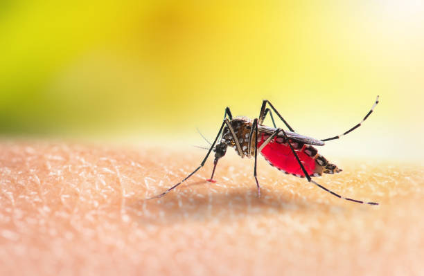 Nueva escalada del Dengue y Chikungunya en toda la provincia